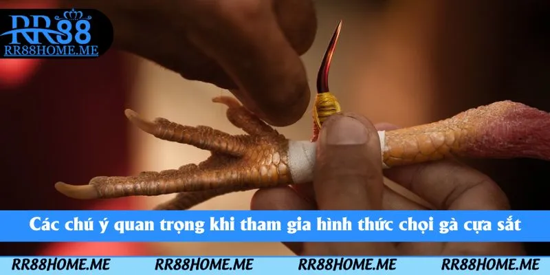 Đá Gà Cựa Sắt RR88 - Thể Loại Chọi Kê Kịch Tính Nên Tham Gia 5 Các chú ý quan trọng khi tham gia hình thức chọi gà cựa sắt
