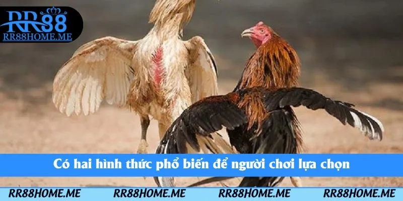 Đá Gà Cựa Sắt RR88 - Thể Loại Chọi Kê Kịch Tính Nên Tham Gia 3 Có hai hình thức phổ biến để người chơi lựa chọn