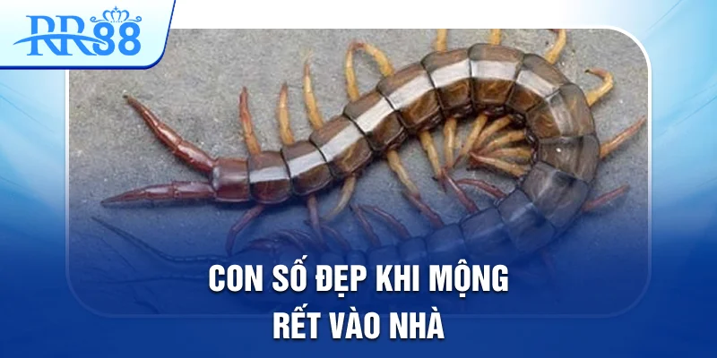 Con số đẹp khi mộng rết vào nhà