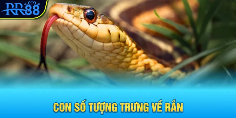 Mơ Thấy Con Rắn Đánh Gì? Khám Phá Con Số May Mắn Ngay 3 Con số tượng trưng về rắn