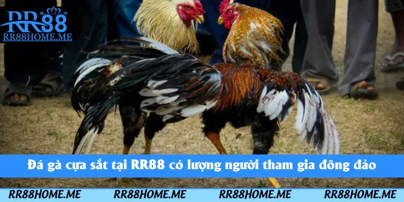 Đá Gà Cựa Sắt RR88 - Thể Loại Chọi Kê Kịch Tính Nên Tham Gia 2 Đá gà cựa sắt tại RR88 có lượng người tham gia đông đảo
