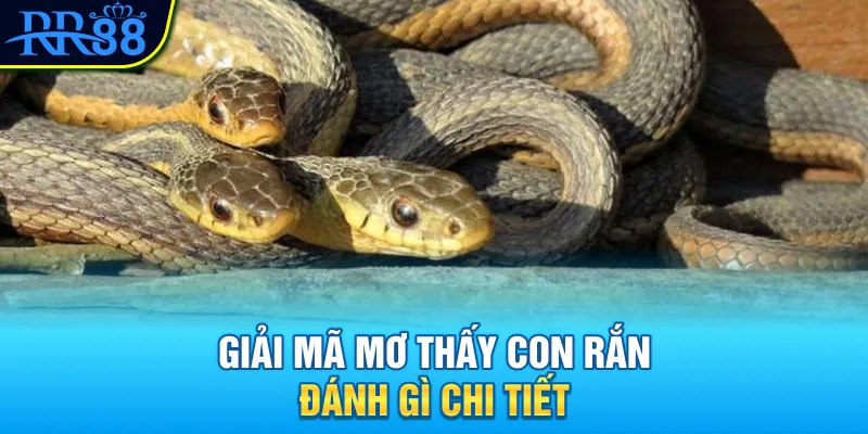 Mơ Thấy Con Rắn Đánh Gì? Khám Phá Con Số May Mắn Ngay 4 Giải mã mơ thấy con rắn đánh gì chi tiết