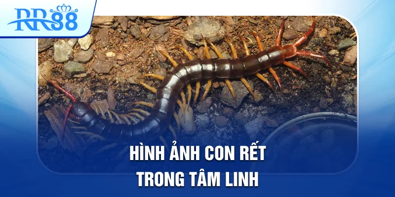 Hình ảnh con rết trong tâm linh