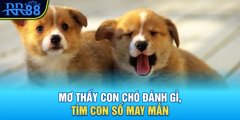 Mơ thấy con chó đánh gì, tìm con số may mắn