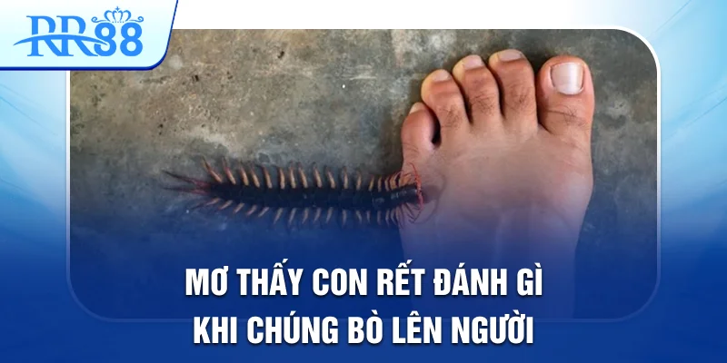 Mơ thấy con rết đánh gì khi chúng bò lên người