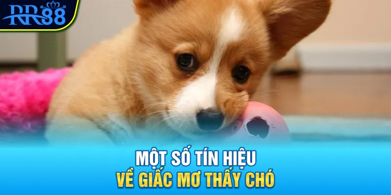 Một số tín hiệu về giấc mơ thấy chó