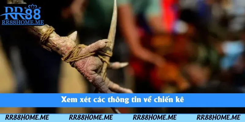Đá Gà Cựa Sắt RR88 - Thể Loại Chọi Kê Kịch Tính Nên Tham Gia 4 Xem xét các thông tin về chiến kê