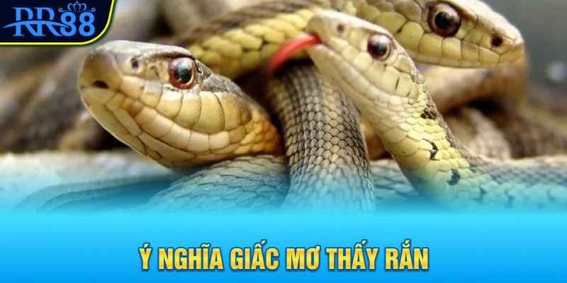 Mơ Thấy Con Rắn Đánh Gì? Khám Phá Con Số May Mắn Ngay 2 Ý nghĩa giấc mơ thấy rắn